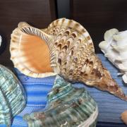 貝SHOPひろ様専用 夜光貝 12個 上品 3840円引き www.wine-explorers.net