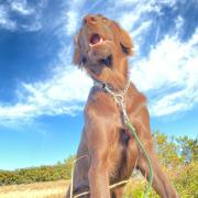 スターバイ ALUMINUM by メルカリ 