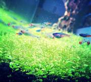 メルカリ 準備中 水草 アラグアイア レッドロタラ 水中葉 5本 魚用品 水草 100 000 中古や未使用のフリマ