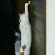 模造刀 八丁堀 中村主水 拵え メルカリ