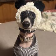 いらすとや マスコット くま メルカリ