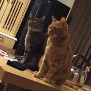 壁紙破れたときや穴隠しに 猫ウォールステッカー インテリア 3ｄシール大人気 メルカリ