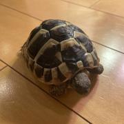 中学受験国語 気持ち を読み解く読解レッスン帖 メルカリ