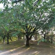 小説 Go プリンセスプリキュア 花とレフィの冒険 メルカリ