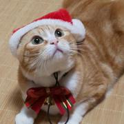 美品》エムズグレイシー チュールドッキングワンピース ハート柄  