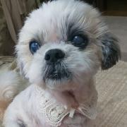 982 .⚠️即購入不可 パネル生地 5/18日受付分9柄1セット1080円 - メルカリ 