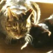 猫 もぐらたたき もぐら叩き ねずみたたき おもちゃ メルカリ