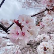 ハートの海賊団 クルー つなぎ コスプレ 衣装 白 自作 メルカリ