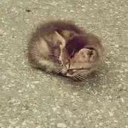 ワンピース 1000logs 扉絵ブロマイド 第873話 メルカリ