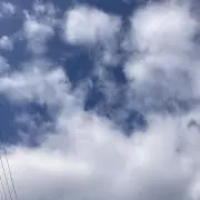 とり(10/10〜10/14発送不可)の画像