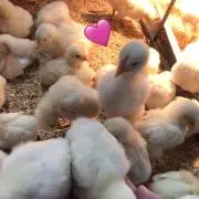 たこの画像