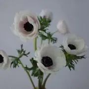 Anemone