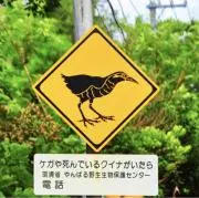 やんばるくいな
