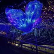 あーの画像