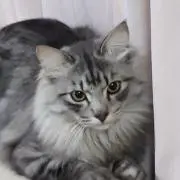 ノンナ.カリーナの画像