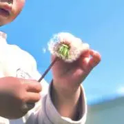Apricotの画像