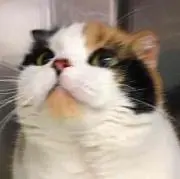 まるこま