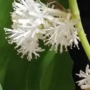 ドラセナ