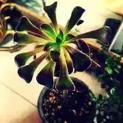 Runaの画像
