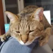 猫崎にゃーこの画像