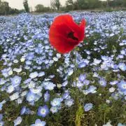 ききらら