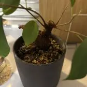 サチマルの画像