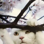 ニャン吉の画像