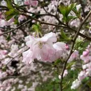 カシの画像
