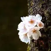 Pan-Fanの画像
