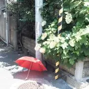 にこにこひよこの画像