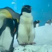 ゴン太