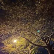 あおいの画像