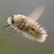 三
