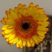 カラ アオアクアの画像