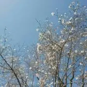smilesmileの画像
