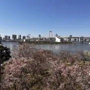 さくらの画像