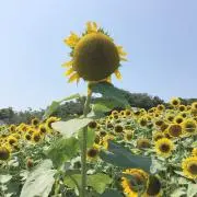 ひまわり