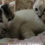ゆかちん