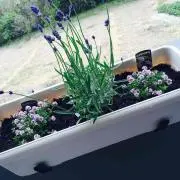 みるく