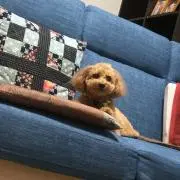 はちがとぶ