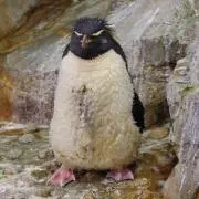 ペンギン