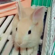 リリーの画像
