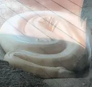 ヒデの画像