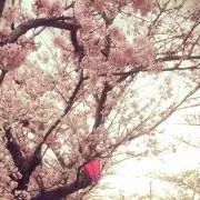 にゃんの画像