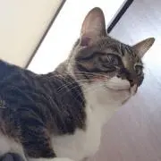 あーさー