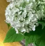 みぃちゃんの画像