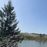 チャボの画像