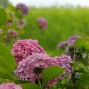 紫陽花★の画像