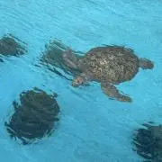 なめだるまんの画像