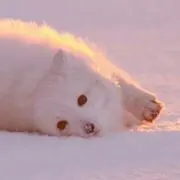 ここあの画像